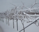 Ice Wine