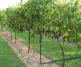 The Vineyard