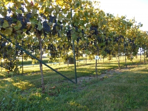 Grape harvest 2013