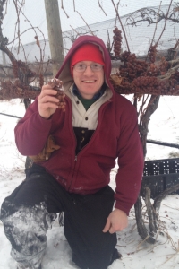 Ice Wine Harvest