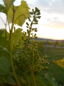 Grape Bloom