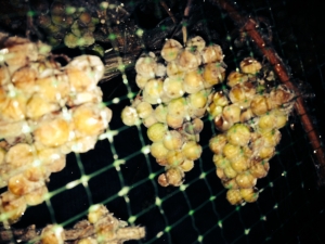 Ice Wine grapes 2015 2