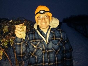 Ice Wine Harvest 2015 Joe