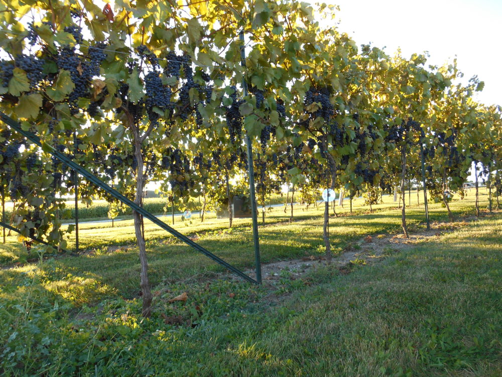 Harvest Season