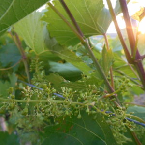 Grape flowers blooming in the Vineyard