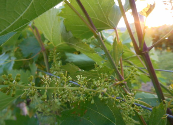 Grape flowers blooming in the Vineyard