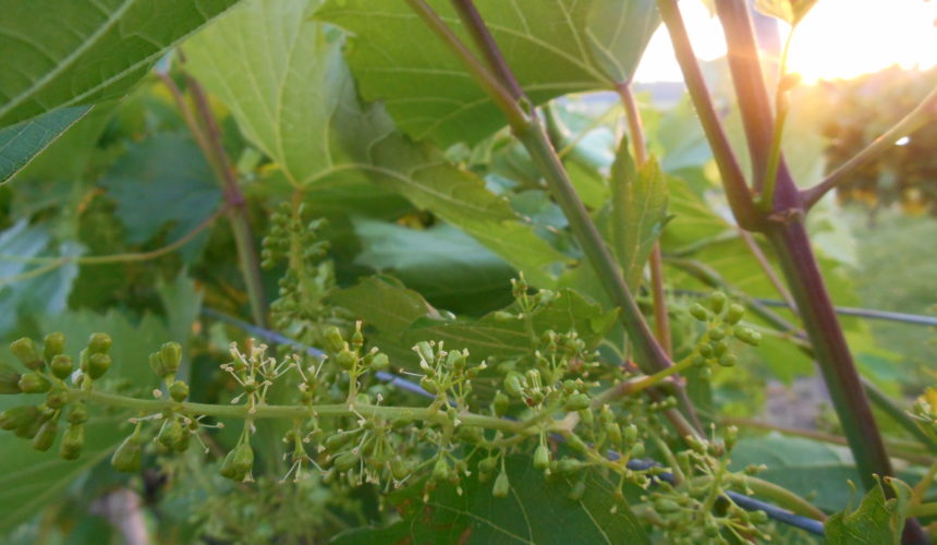 Grape flowers blooming in the Vineyard