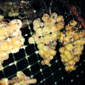 Ice Wine November 22, 2015